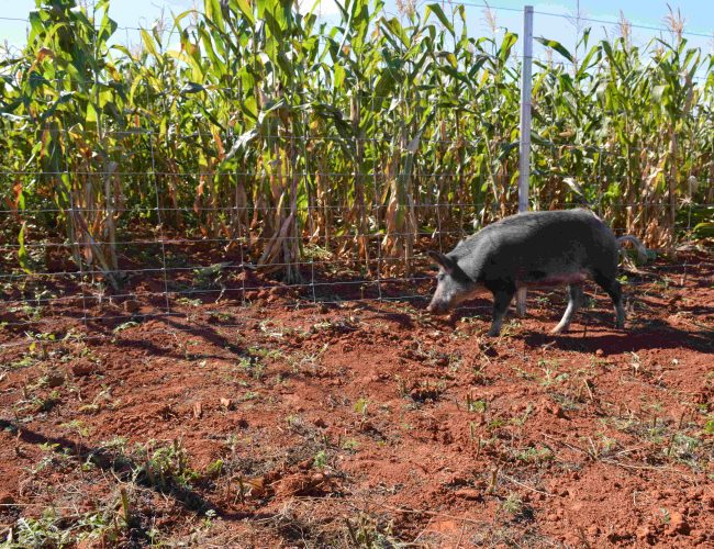 Belgo Arames apresentou soluções eficazes para cercamento no Show Rural Coopavel 2025